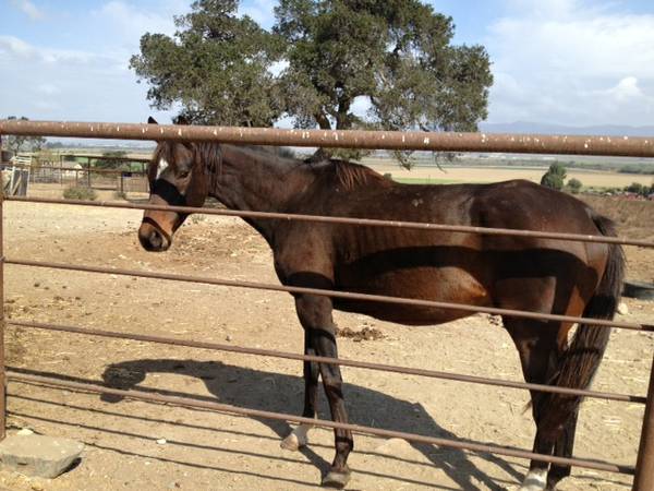 a rescued horse, sort of